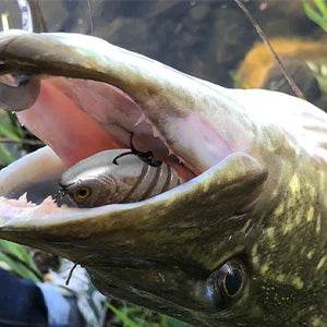 Kingdom Barbecue Swimbait – Multi-Jointed Sinking Lure - Fish & Cheaps | Fishing & Outdoor Gear