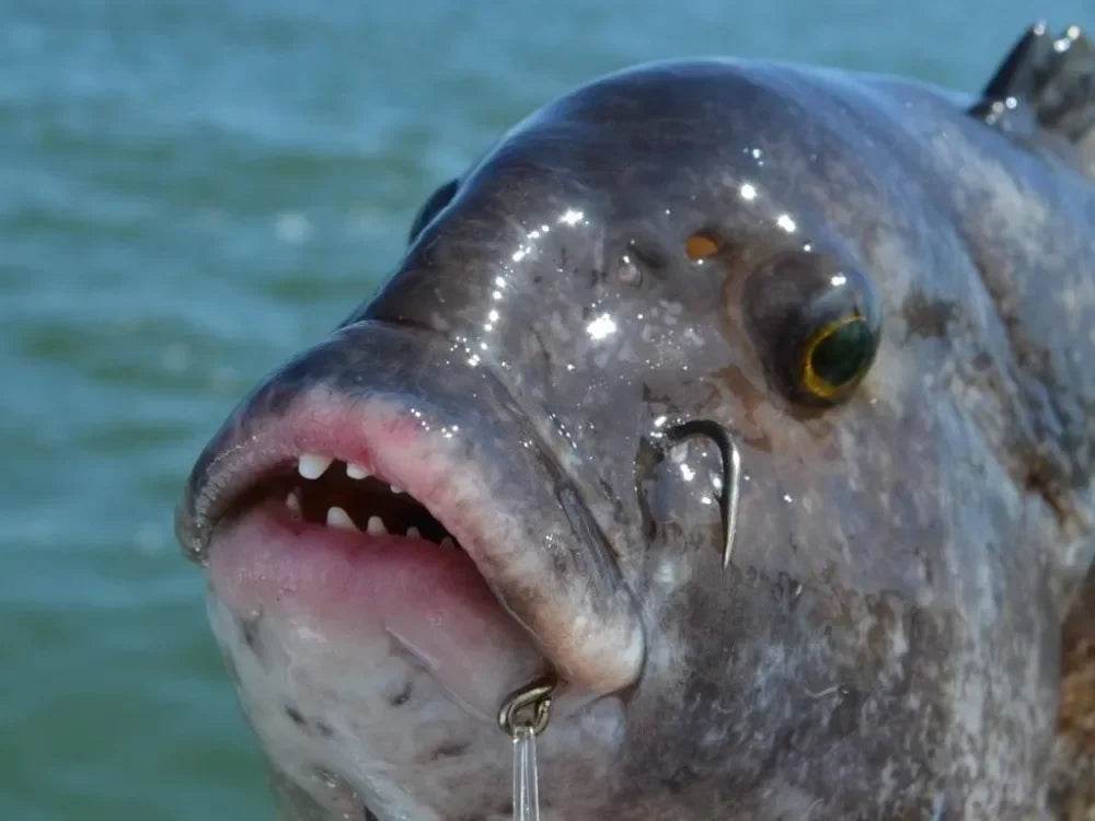 Goture 10pc Stainless Steel Saltwater Hooks - Fish & Cheaps | Fishing & Outdoor Gear