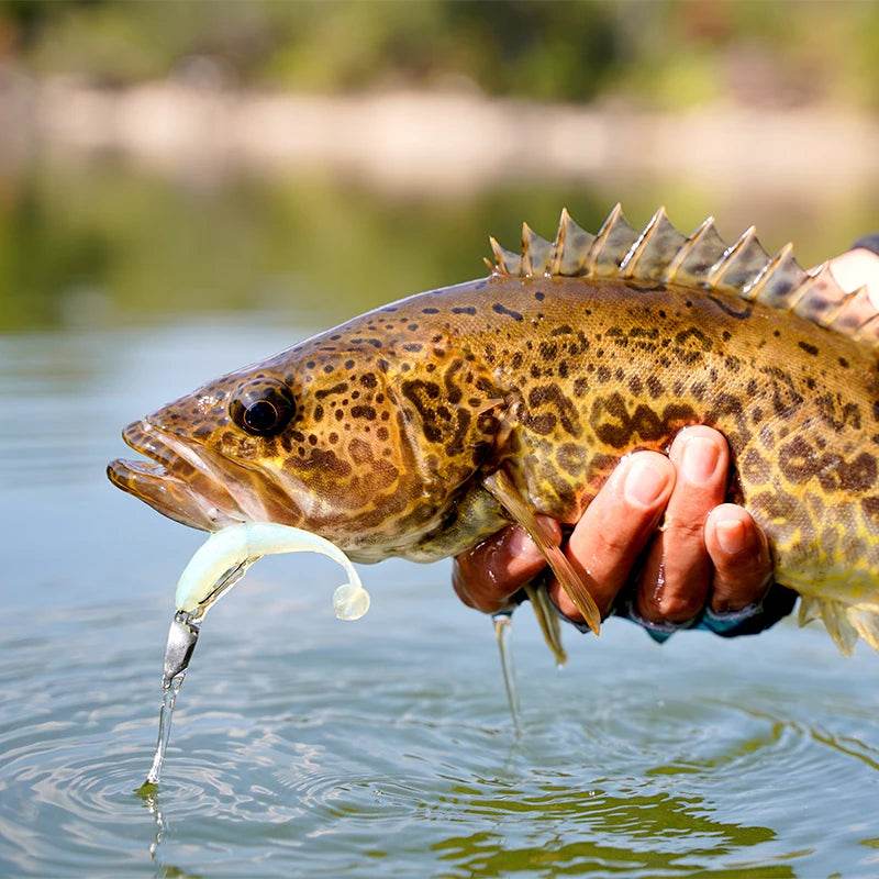 KINGDOM Soft Silicone Lures – Lifelike Swimbaits Pack - Fish & Cheaps | Fishing & Outdoor Gear